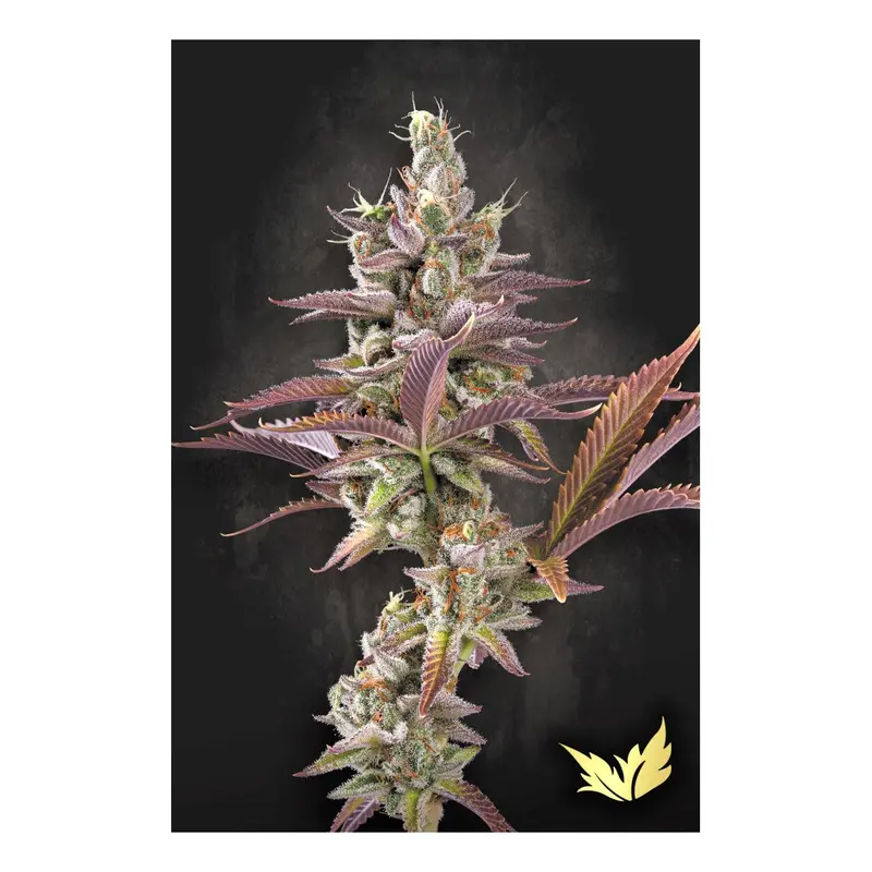 Apricot Candy - 3 Samen