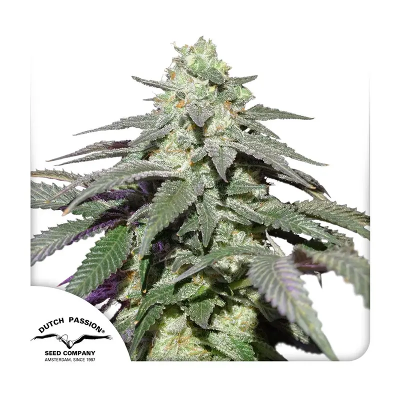 Auto Skywalker Haze - 3 Samen