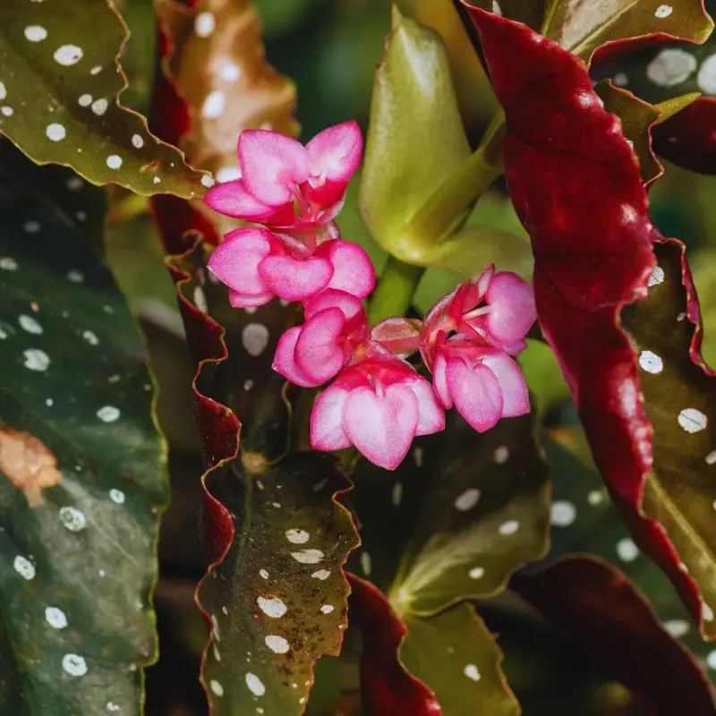 Begonia maculata