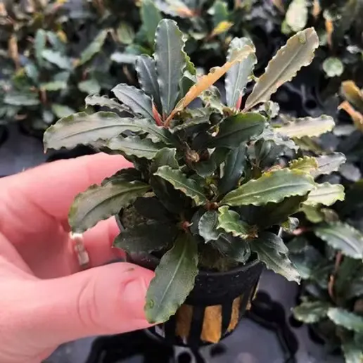Bucephalandra Lamandau - Topf