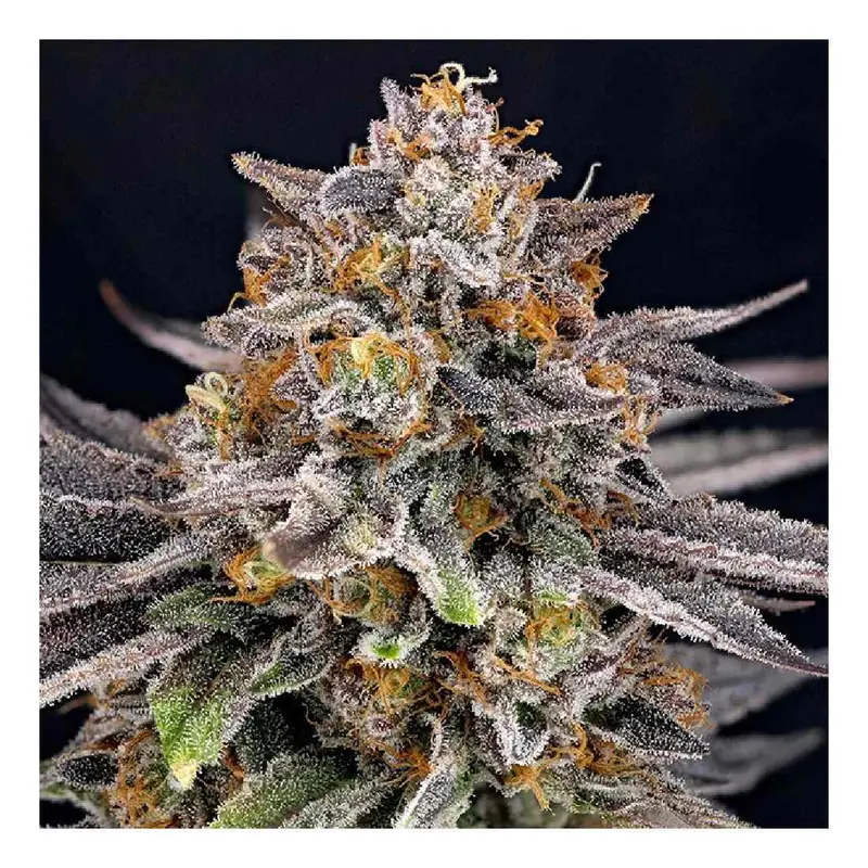 Candygaz - 3 Samen