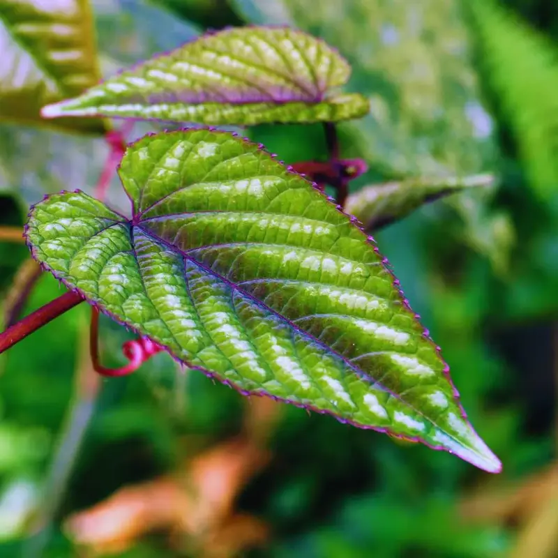 Cissus discolor