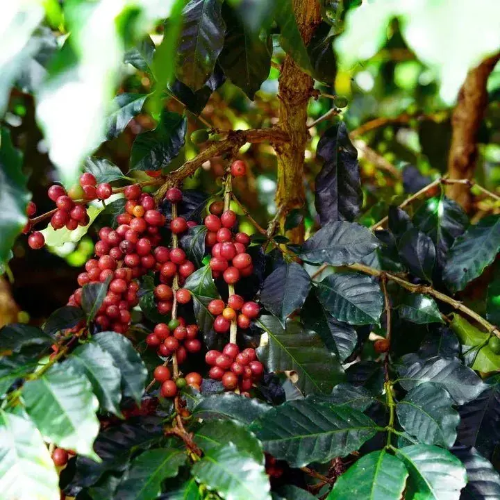 Coffea arabica