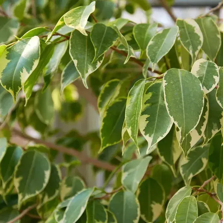 Ficus benjamina 'Variegata'