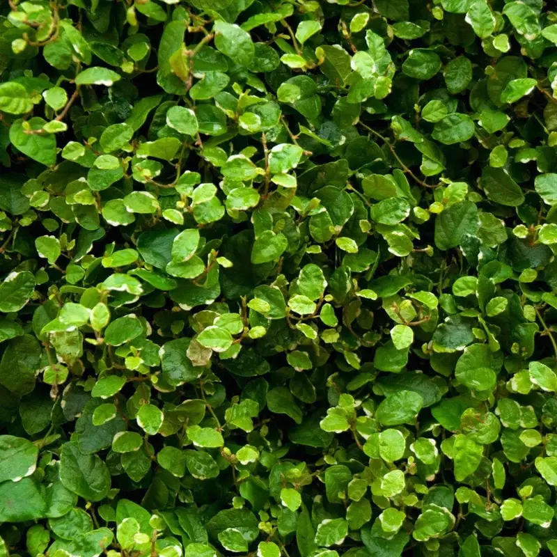 Ficus pumila 'Variegata'