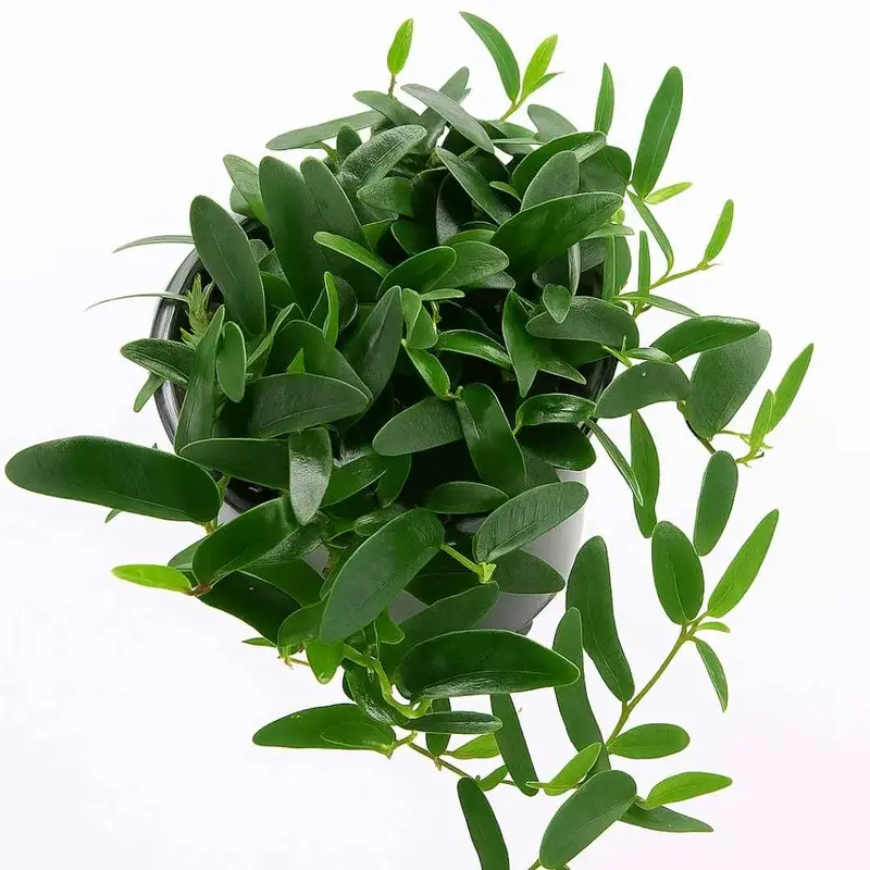 Ficus punctata