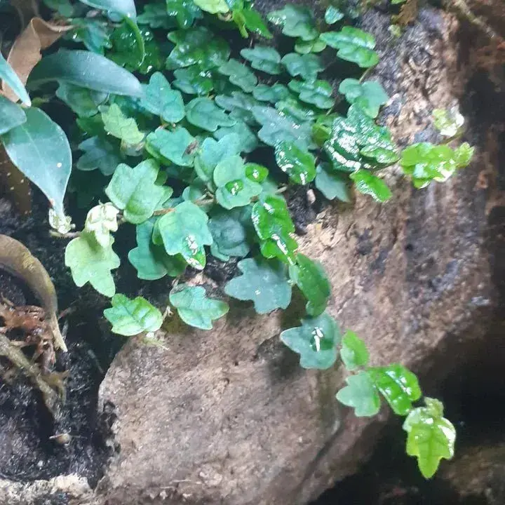 Ficus scandens