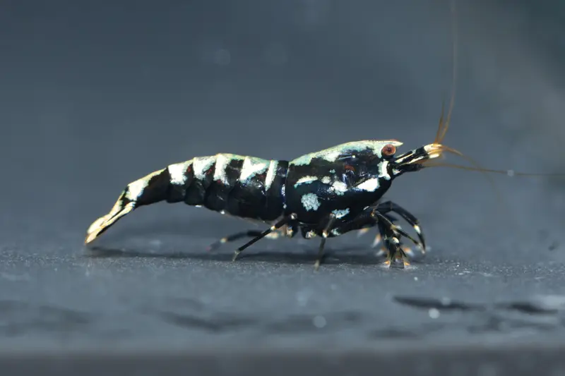Galaxy Fishbone Schwarz
