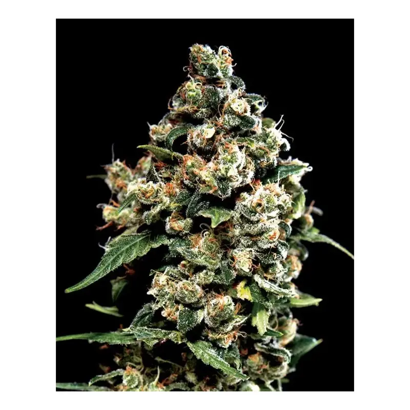 Jack Herer - 3 Samen