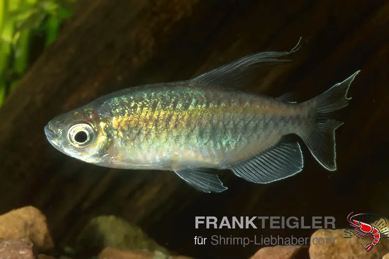 Kongosalmler – Phenacogrammus interruptus
