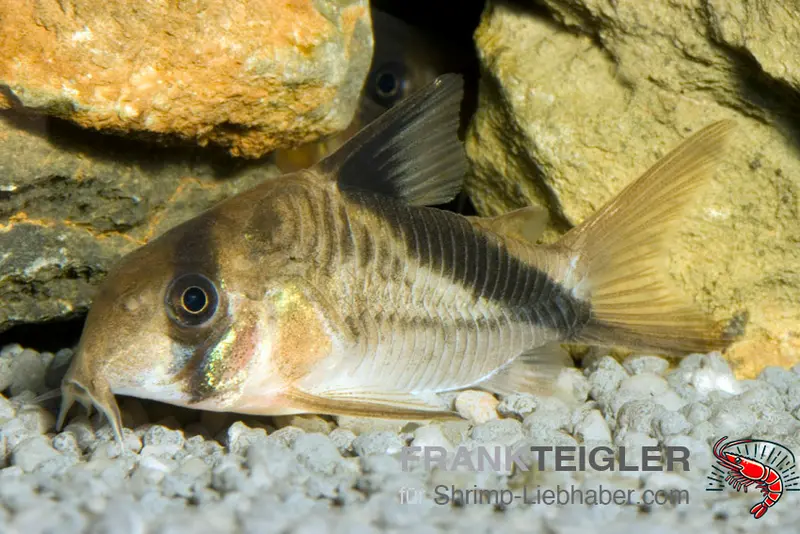 Kopfbinden-Panzerwels – Corydoras melini