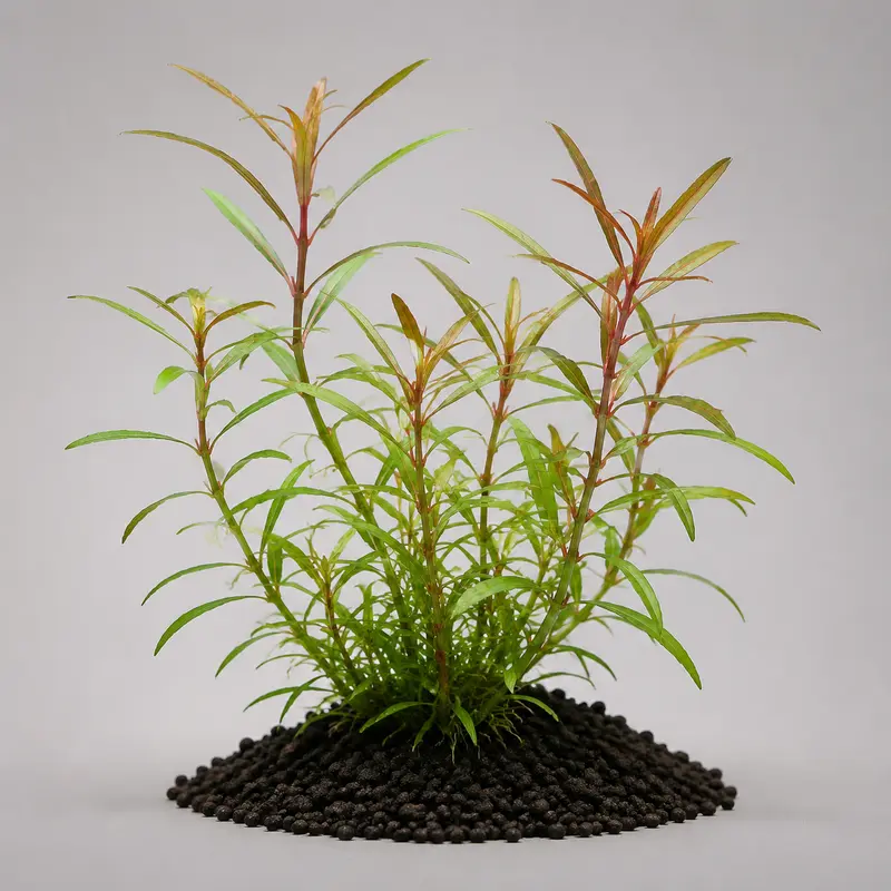 Lobelia cardinalis - Topf