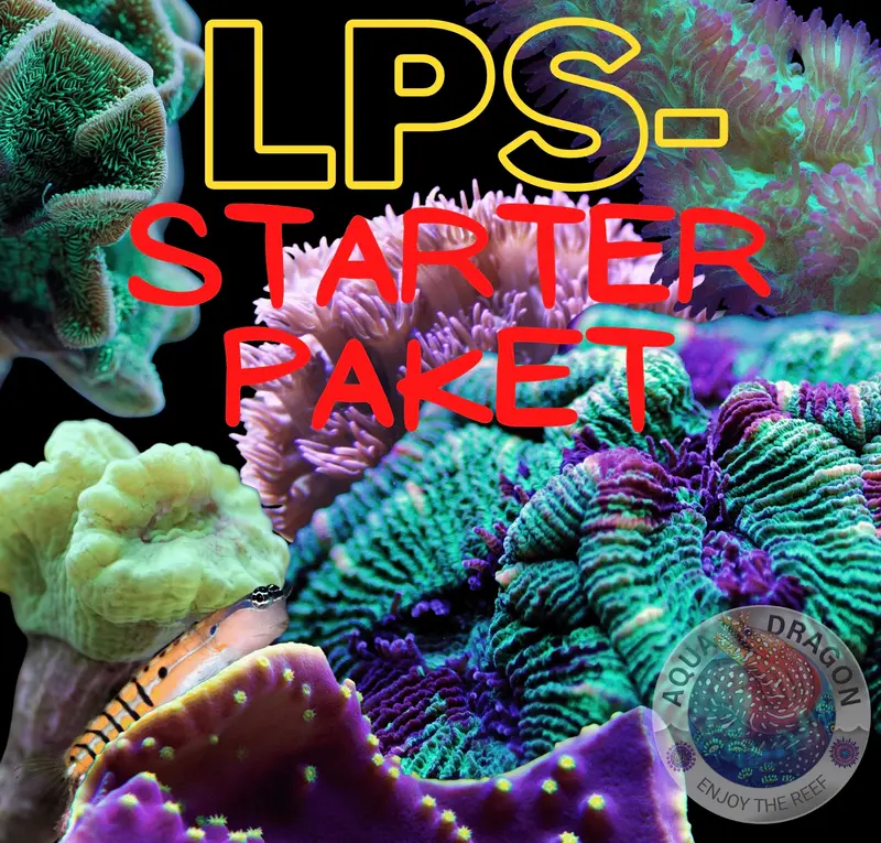 LPS STARTER-PAKET