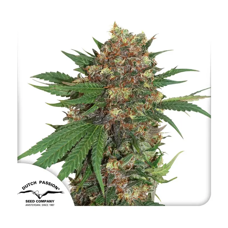 Master Kush - 3 Samen