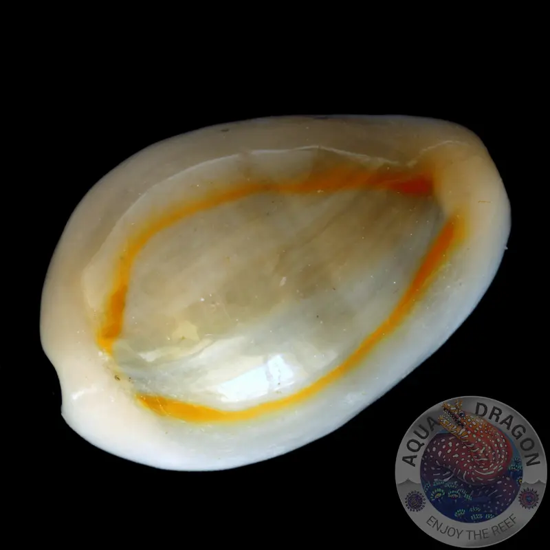 Monetaria annulus/moneta