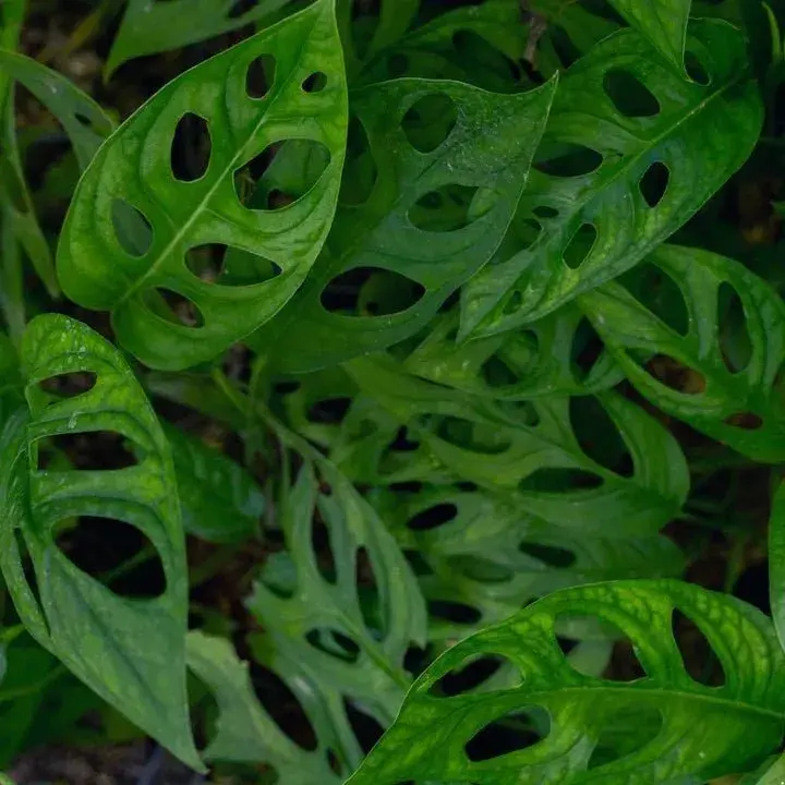 Monstera adansonii