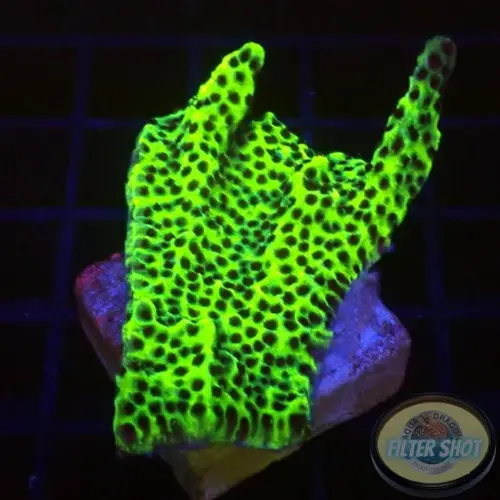 Montipora confusa