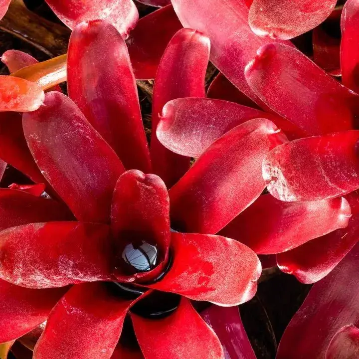 Neoregelia 'Fireball'