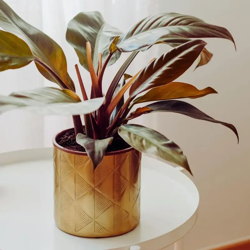 Philodendron Imperial Red