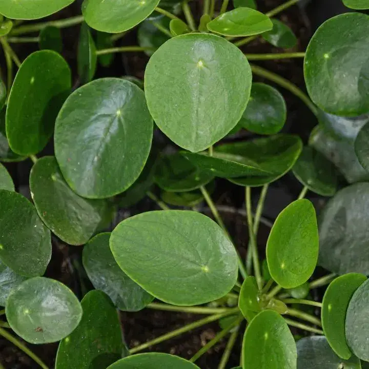 Pilea peperomioides