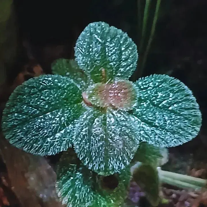 Pilea repens