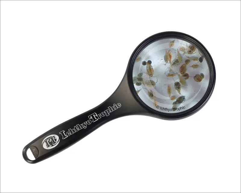 Seewassercopepoden Lebendfutter