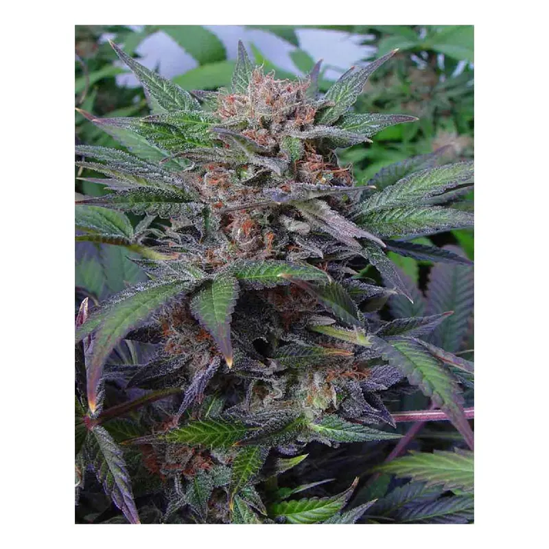 Somango - 3 Samen