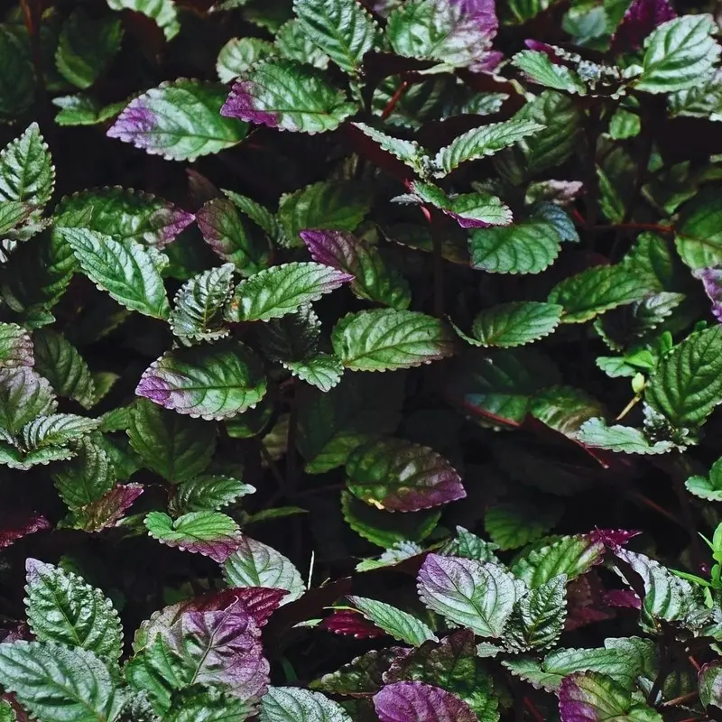 Strobilanthes alternata